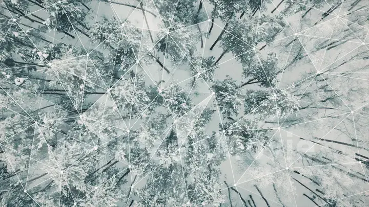 Aerial view Top Down Fly Over Shot of Winter Spruce and Pine Forest. Trees Covered with Snow, Rising Setting Sun Touches Tree Tops on a Beautiful Sunny Day.