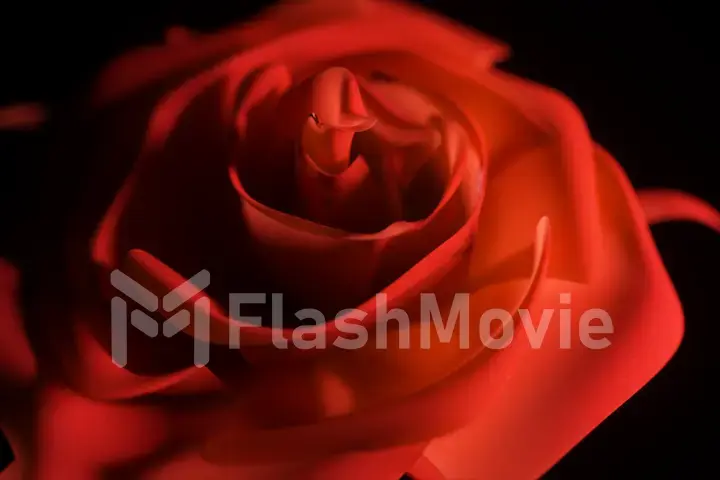 Single red rose close up on a black background with a beautiful light shimmering effect ed illustration