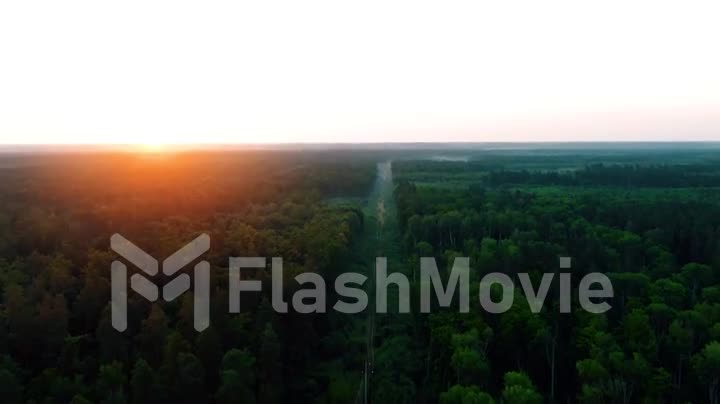 Aerial 4k flying over a beautiful pine tree forest in the sunset