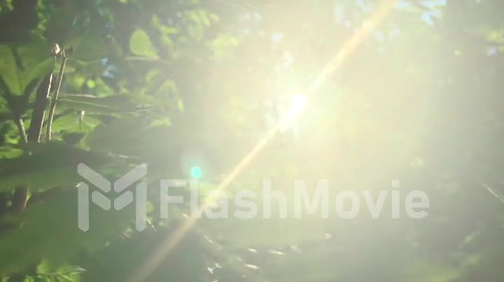 Enchanting sun rays beautiful illuminating a beech forest in vivid shades of fresh green, slow motion shot