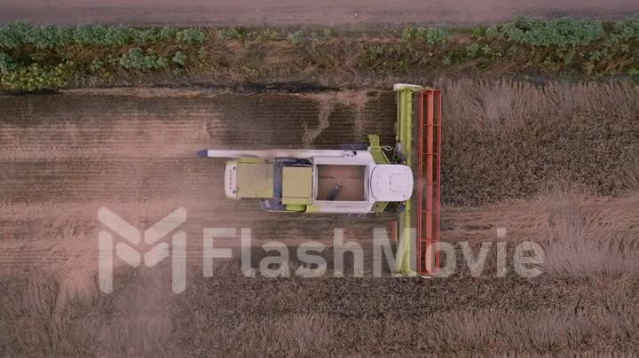 Top view of a harvester that harvests in a grain field. Plow. Countryside. Farming. Aerial video filming from a drone