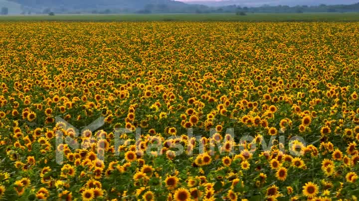 Aerial video footage of a field with sunflowers. Top view. Yellow flowers. Oil production. Drone video 4k footage