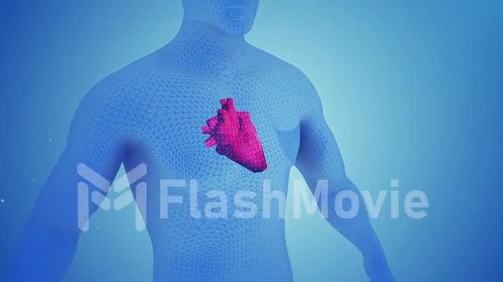 Heart contractions in the human body 3d animation