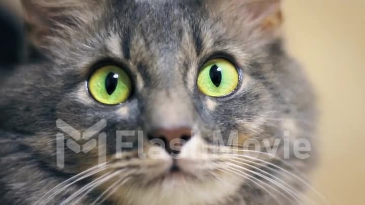 Gray cat close up with big green eyes looks at the camera