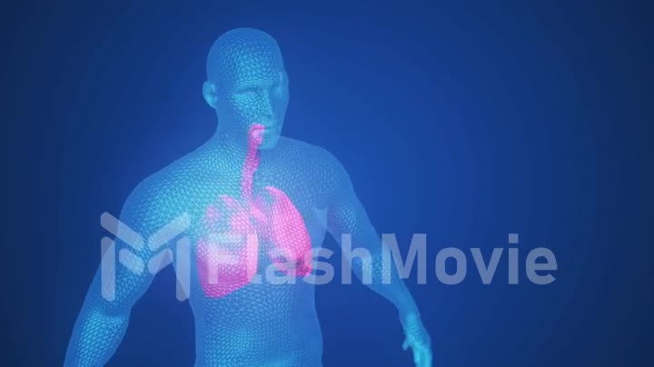 3d animation of pulsating lungs in the human body. Concept of the disease. Loop animation