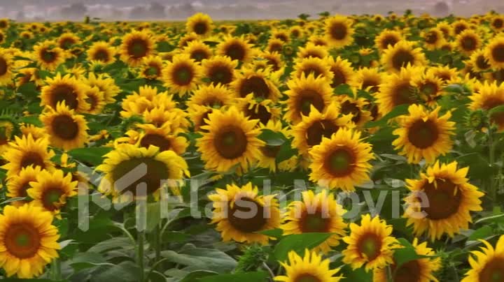 Close-up video of sunflowers. Sunflower field. Yellow flowers with seeds. Botany. Drone video 4k footage