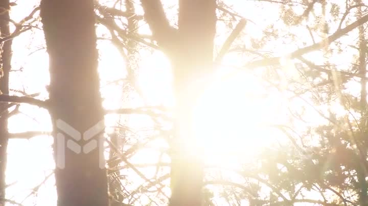 The sun makes its way through the trees in the forest, the atmosphere of the sunny forest