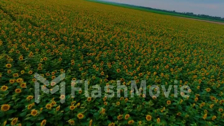 Flight over the green sunflower field. Yellow flower. Agriculture. Farming. Top view. Drone video 4k footage