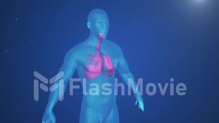 3d animation of pulsating lungs in the human body. Concept of the disease