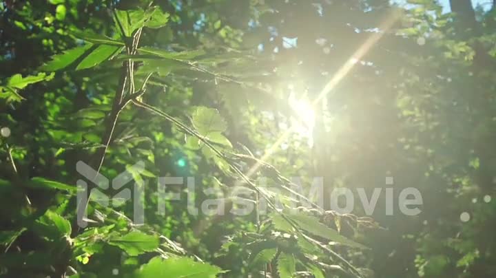 Enchanting sun rays beautiful illuminating a beech forest in vivid shades of fresh green, slow motion shot
