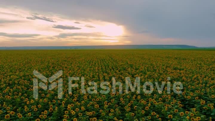 Sunflowers at sunset. A field with many sunflowers. Field with yellow flowers. Aerial video footage from a drone.